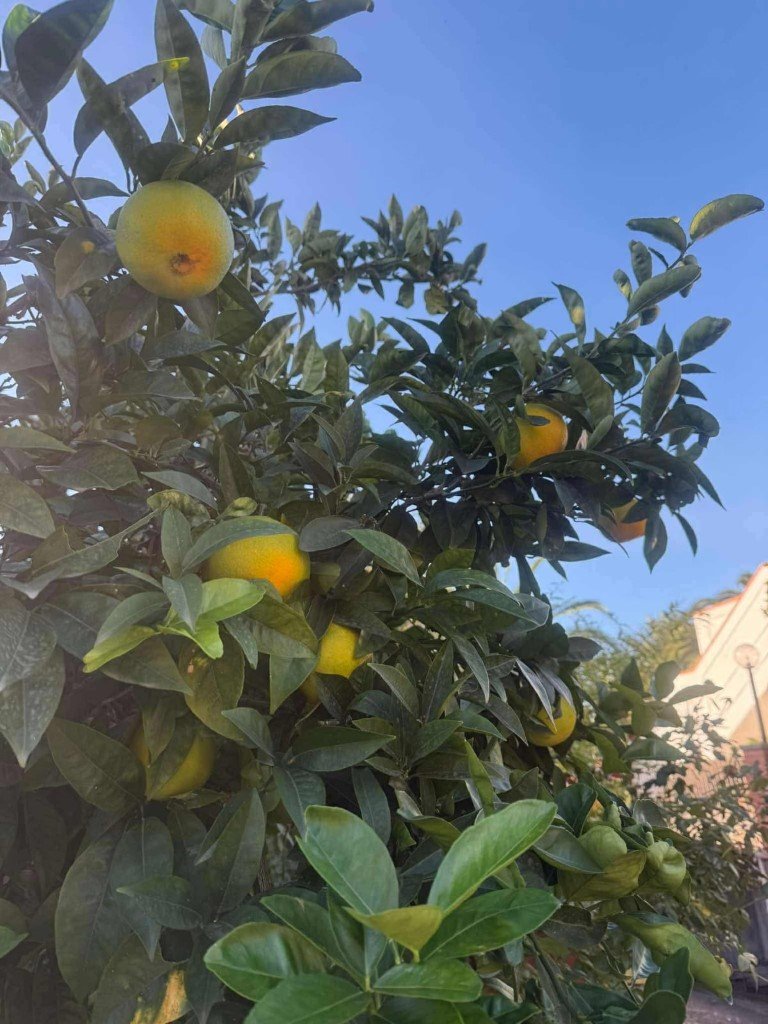 IMG-20251103-WA0026 (Na stronę)