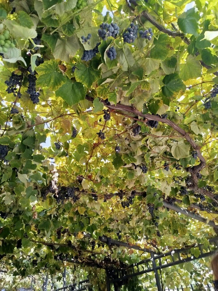 IMG-20251103-WA0039 (Na stronę)