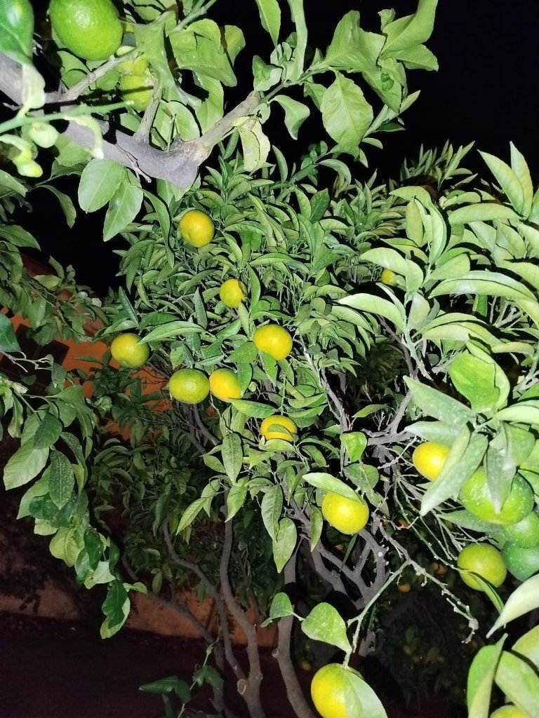 IMG-20251103-WA0042 (Na stronę)